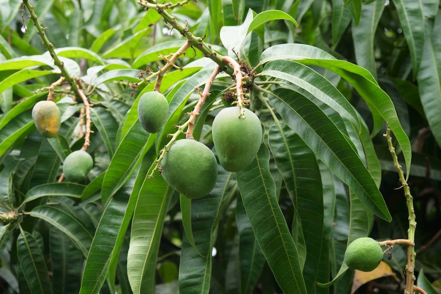 Mangoes grown by Ben Martin