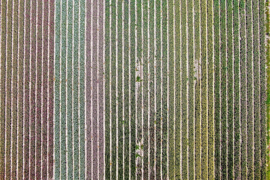 A bird's perspective of looking at colourful rows of flowers so high up you can only see rows of colour