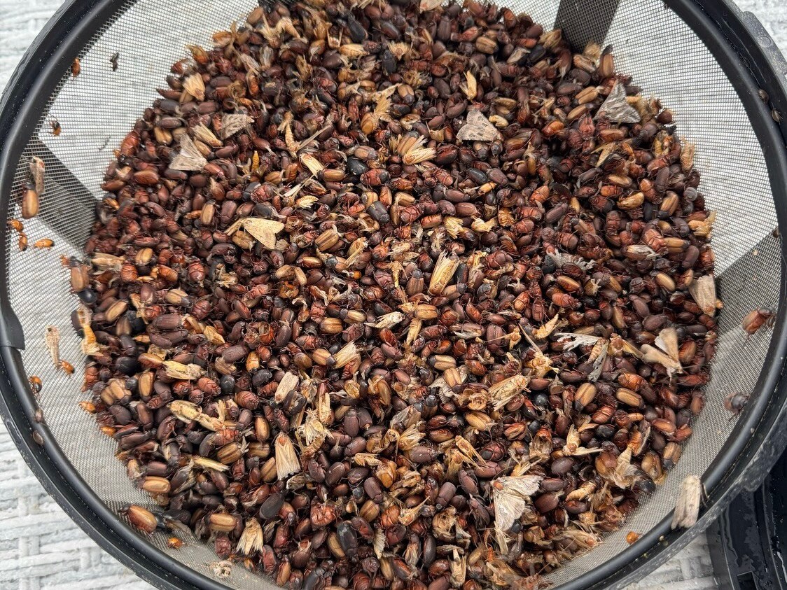 A bucket is full to the brim with many dead beetles bodies.