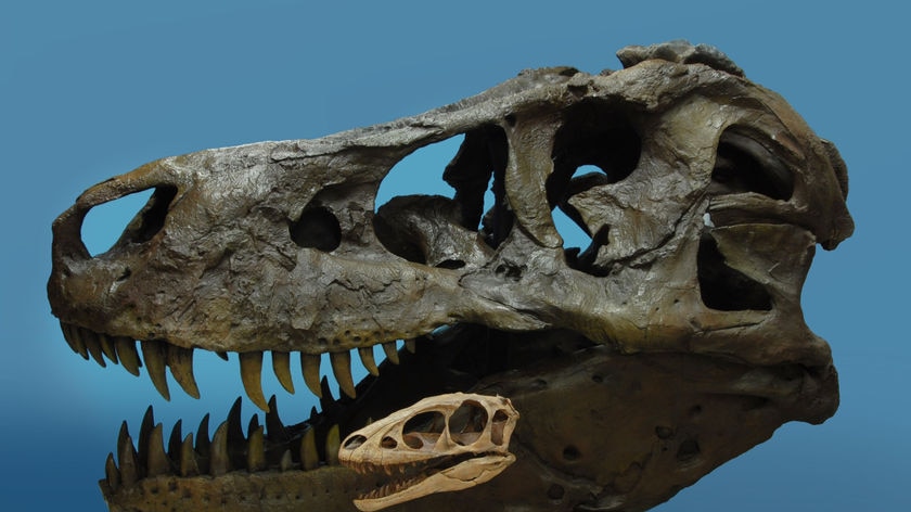 T. rex ancestor unveiled