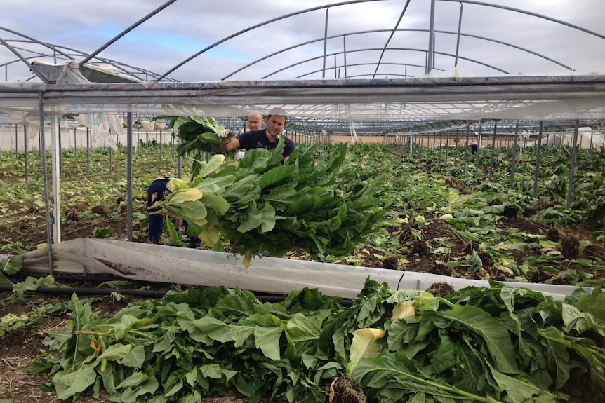 Police at illegal tobacco plant at Moorabool, Vic near Geelong