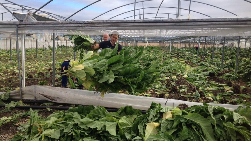 Police at illegal tobacco plant at Moorabool, Vic near Geelong