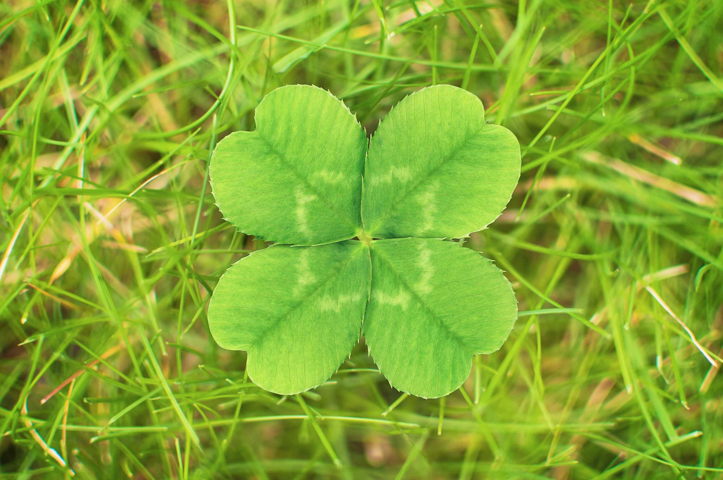 Four Leaf Clovers Not So Lucky Abc Radio National