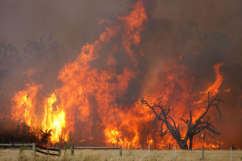 A wall of flames roars in the Bunyip Ridge blaze