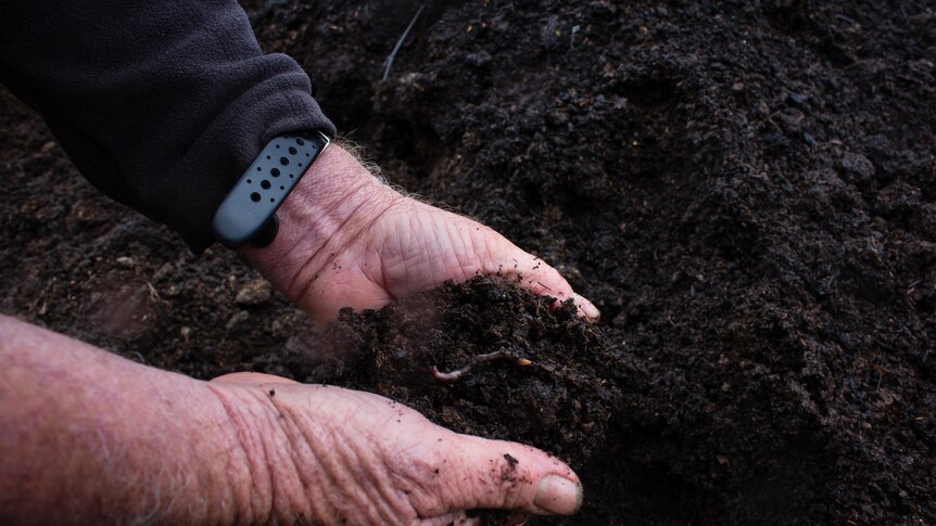 Two hands in rich compost filled with worms