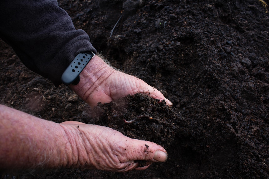 Two hands in rich compost filled with worms.