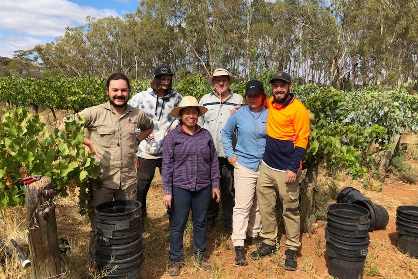 A group of pickers are smiling in a vineyard.