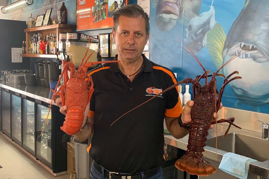 A man in a black t-shirt holds up two lobsters in a restaurant kitchen.
