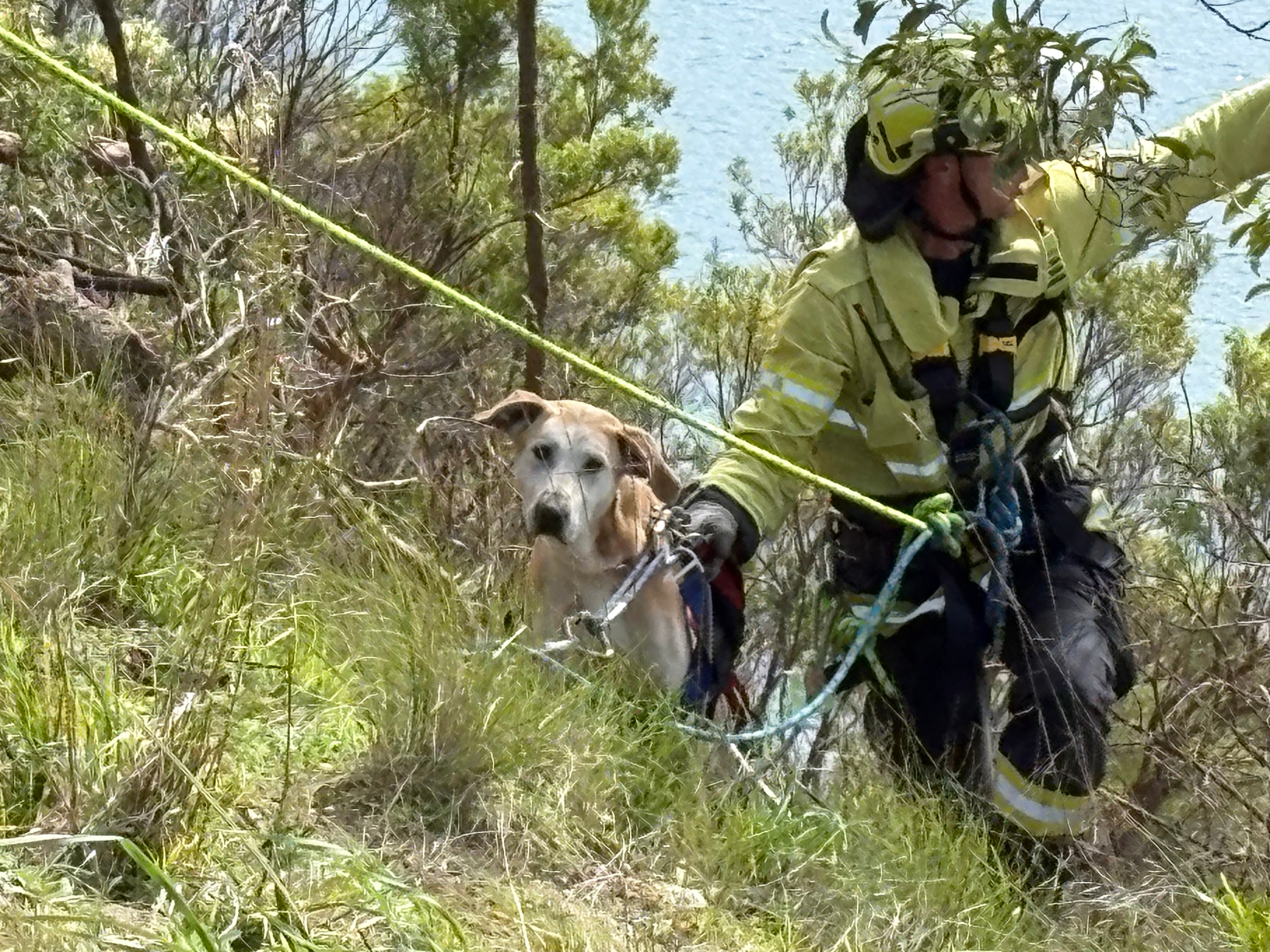 a dog on a lead, being helped along by a firefighter in a harness with a rope attached to him