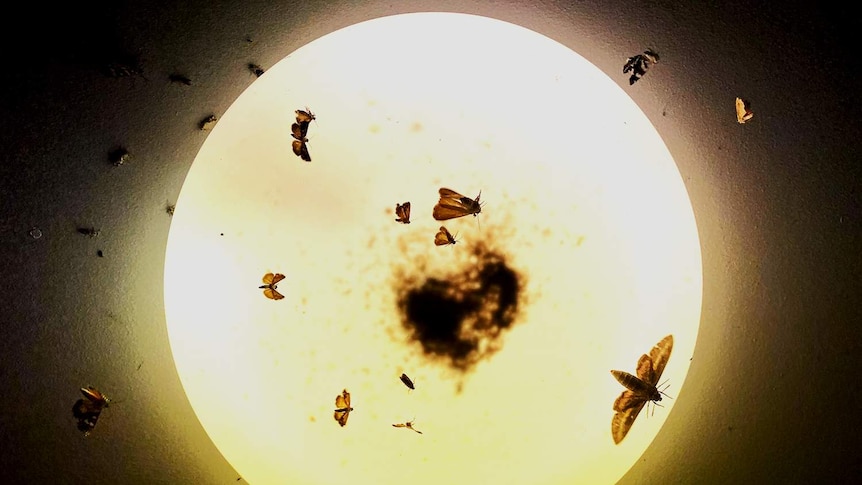 An eclipse of moths gather around a light