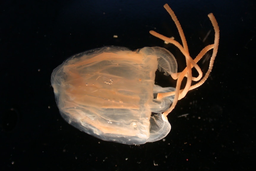 Photo of jellyfish on black background