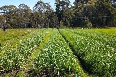 A garlic growing field in Tasmania