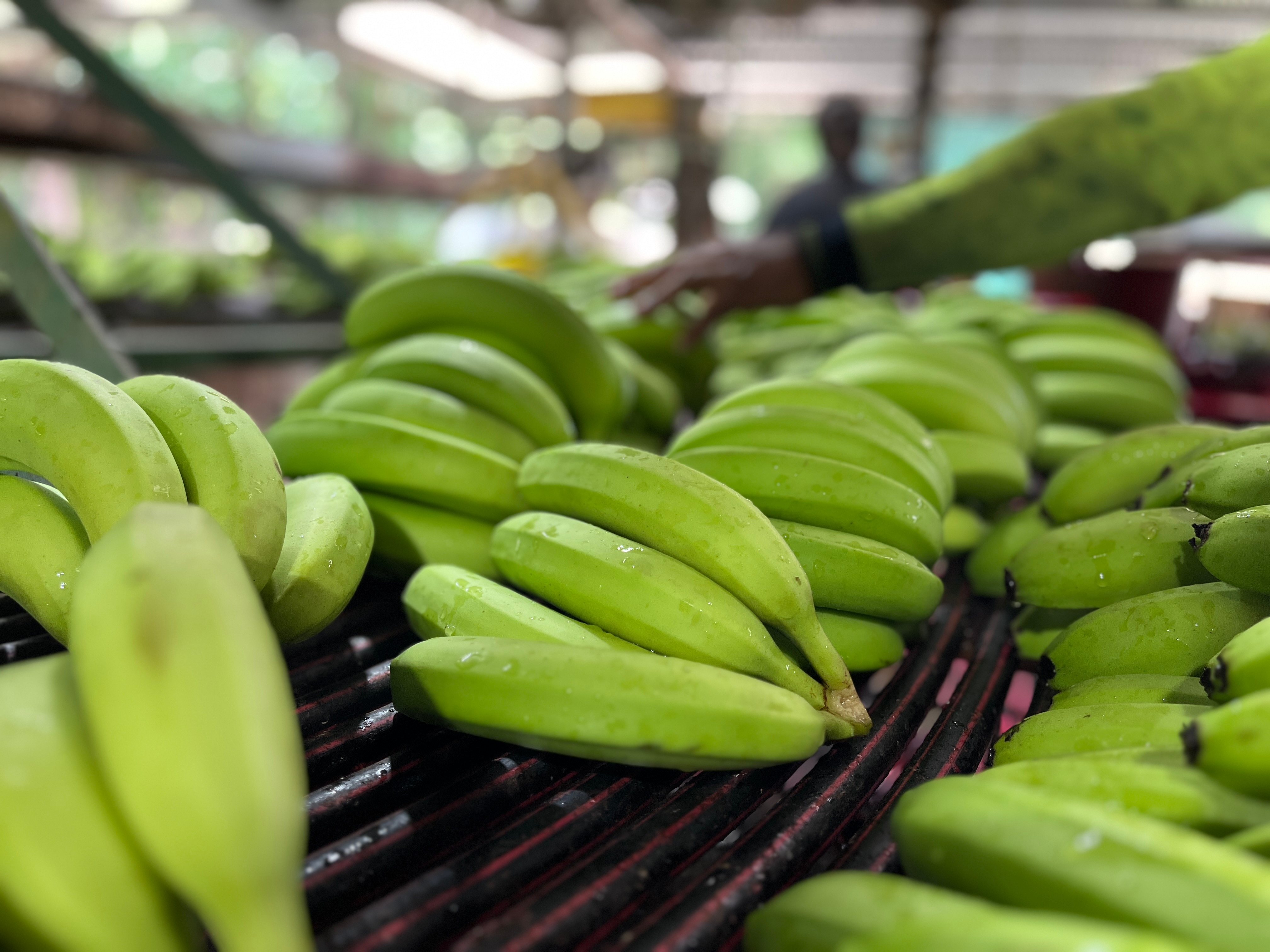 Green banana bunches  lay on rotating belt