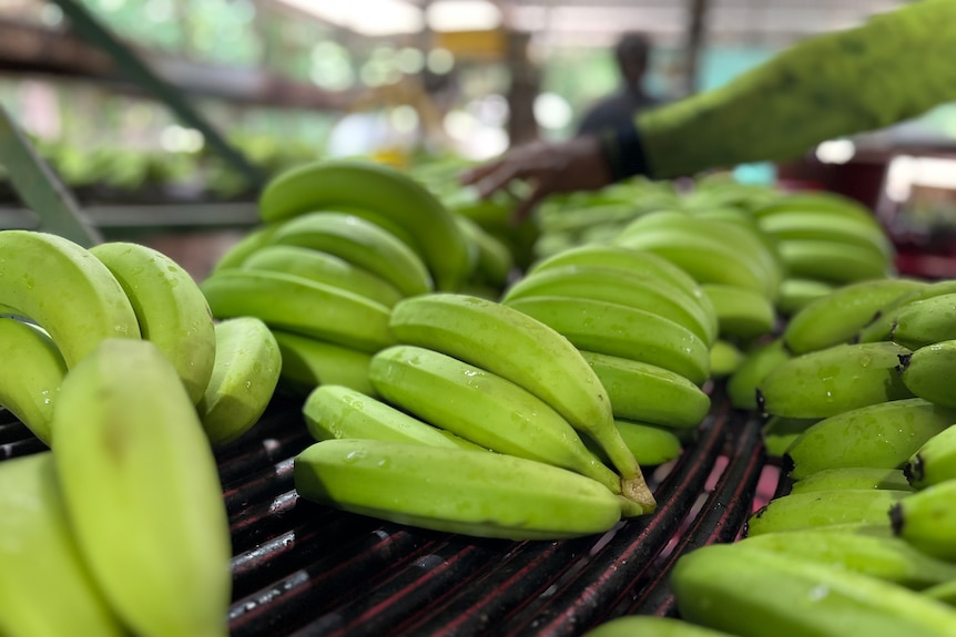 Green banana bunches  lay on rotating belt