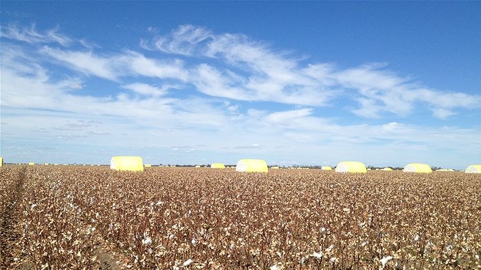 Cotton classing could soon become more automated