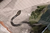 A snake inside a plastic bag on a notebook