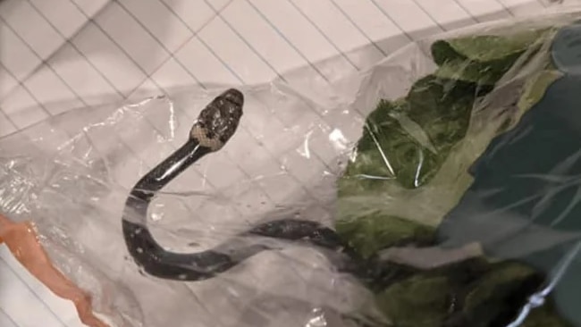 A snake inside a plastic bag on a notebook