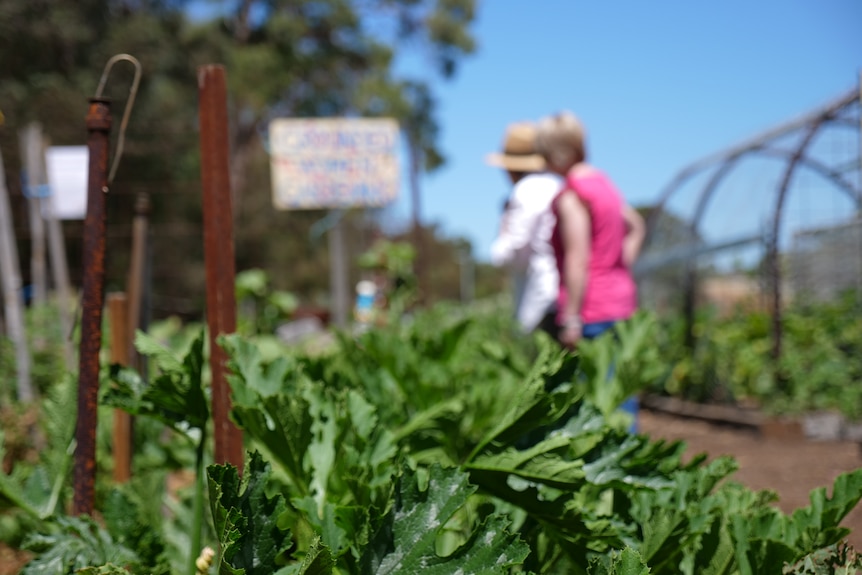 Two women look at their green and healthy community garden.