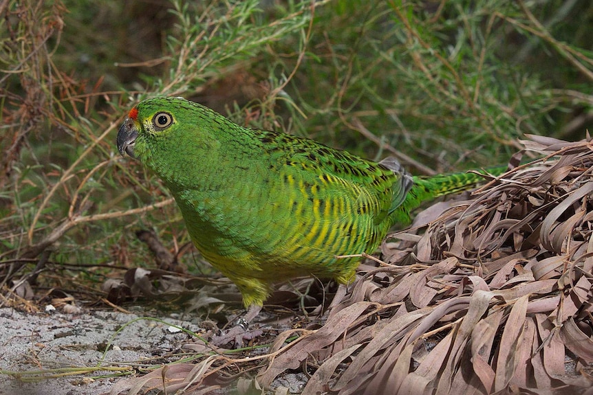 Fears for rare western ground parrot after Esperance fires destroy 90 per  cent of habitat - ABC News