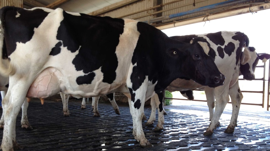 Dairy breeding traits in the spotlight