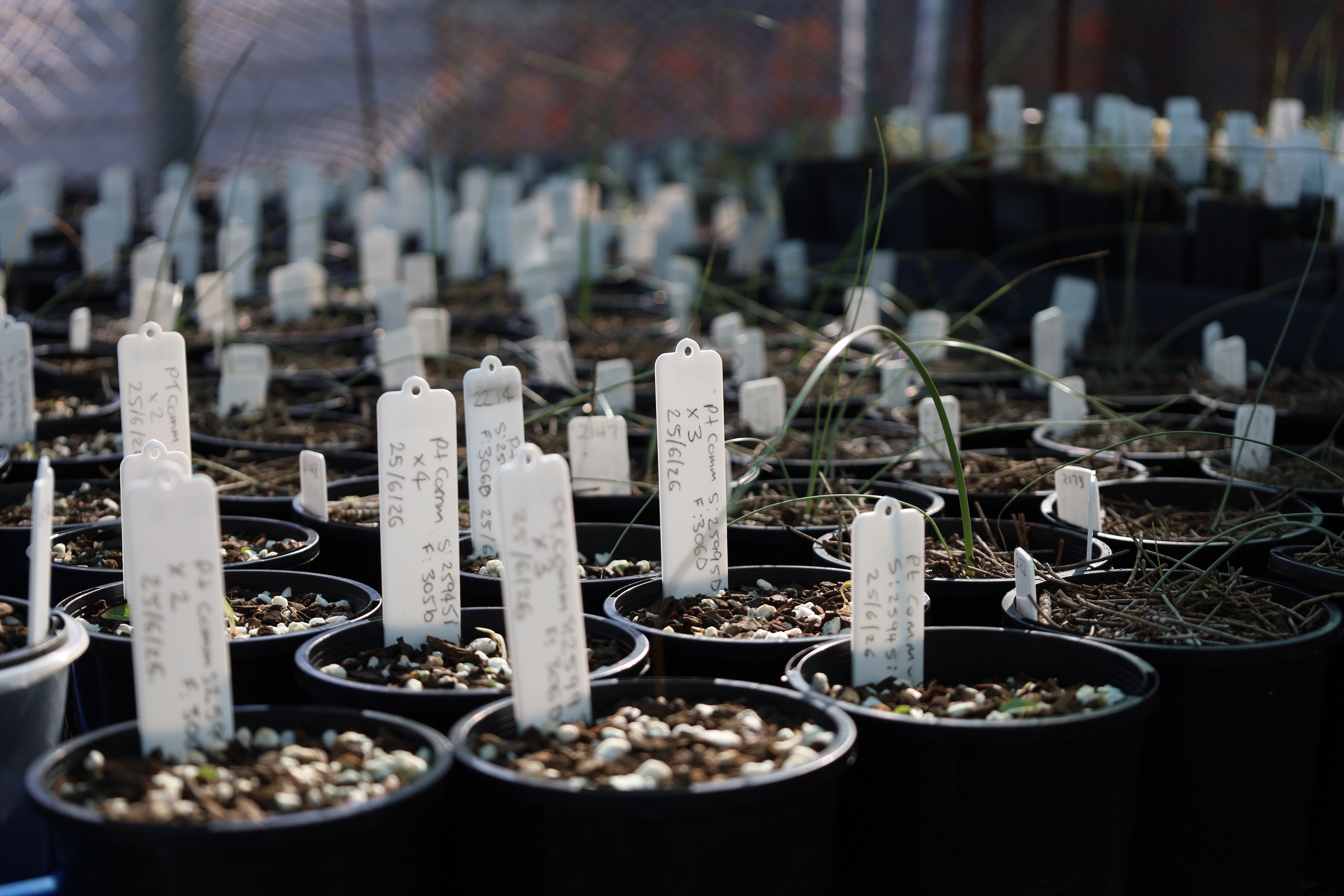 Small black pots with white plant labels in which native orchids are being grown.
