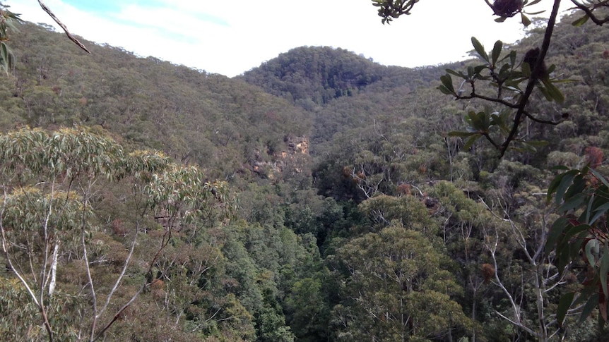 The insurance population of Wollemi Pines sits at the bottom of this remote valley in the Blue Mountains