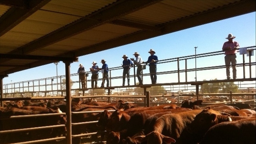 Cattle buyers look over the stock at the sale in Alice Springs.