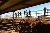 Cattle buyers look over the stock at the sale in Alice Springs.