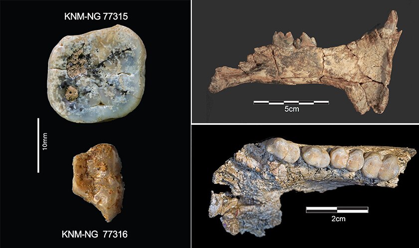 Panel of three with different shaped teeth and jaws