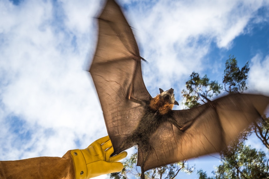 A man holding a bat trying to fly away