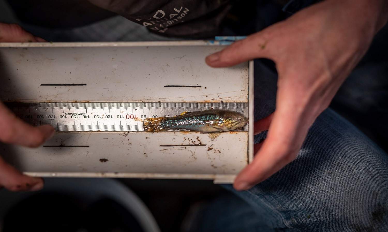 small fish being measured around 9 centimetres