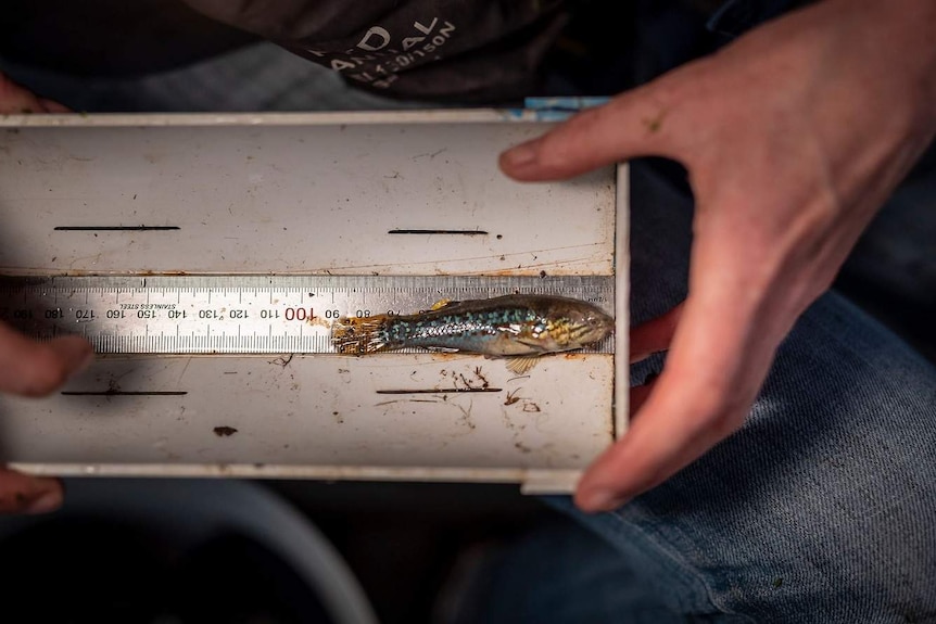 small fish being measured around 9 centimetres
