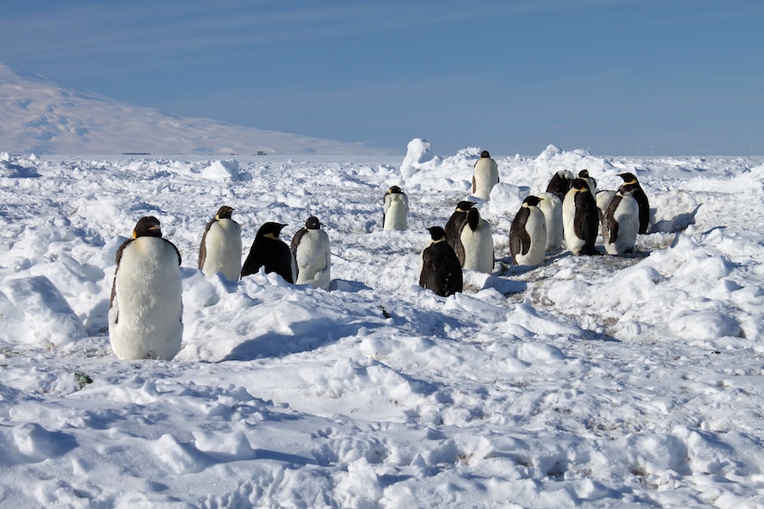 A group of emperor penguins standing on a white snowy landscape
