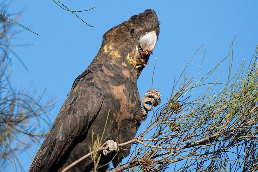 A black bird with yellow and orange feathers around its neck and chest sits in a tree, eating seeds