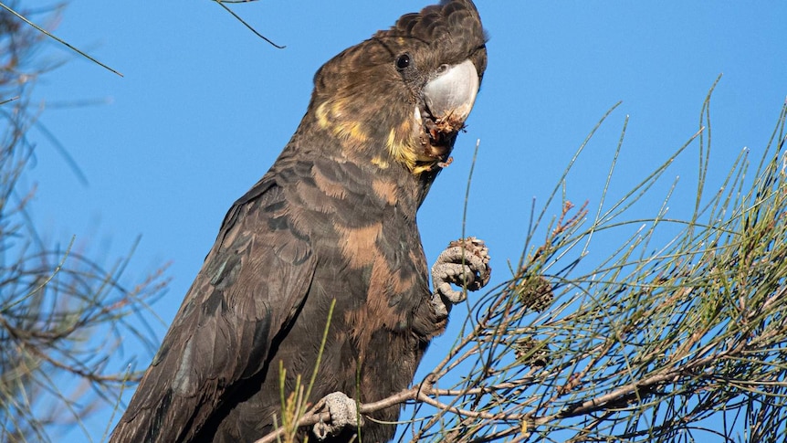 A black bird with yellow and orange feathers around its neck and chest sits in a tree, eating seeds