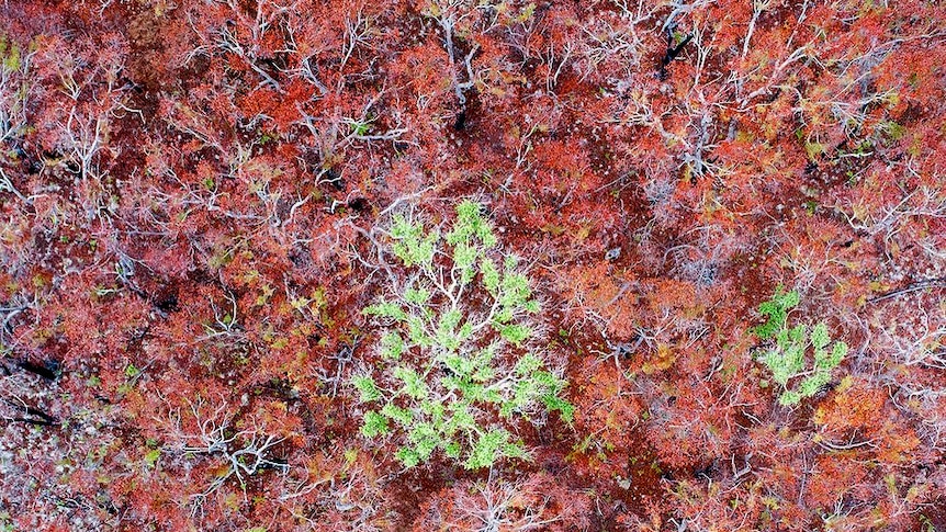 An aerial view of a forest of burnt trees, mostly with bright red leaves. Two trees remain bright green.