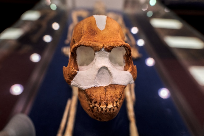 An orange skull shaped similarly to a human. 