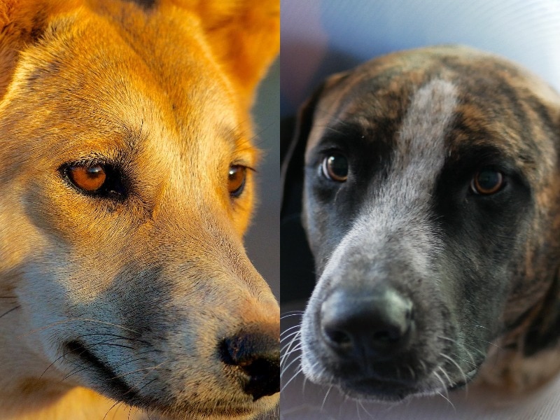 Two close up images side by side of dingo and pet dog.