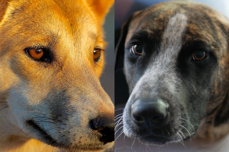 Two close up images side by side of dingo and pet dog.