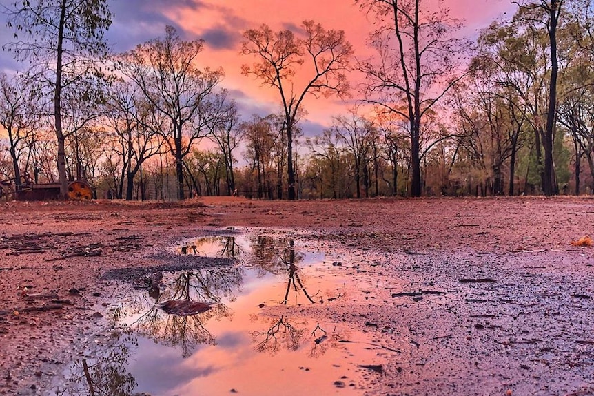 Black trees reflected in rain puddle