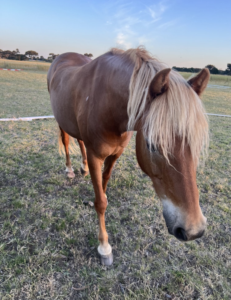 Police investigate whether hunters shot horse in Geelong