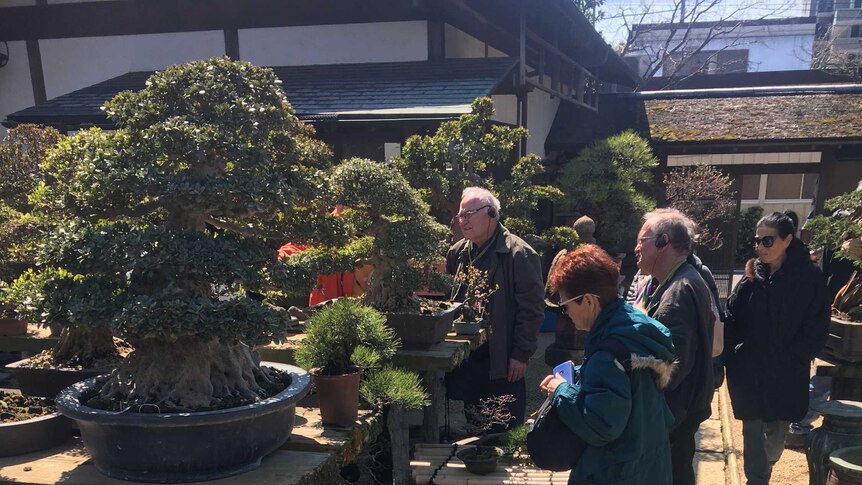 People look at bonsai trees on display.
