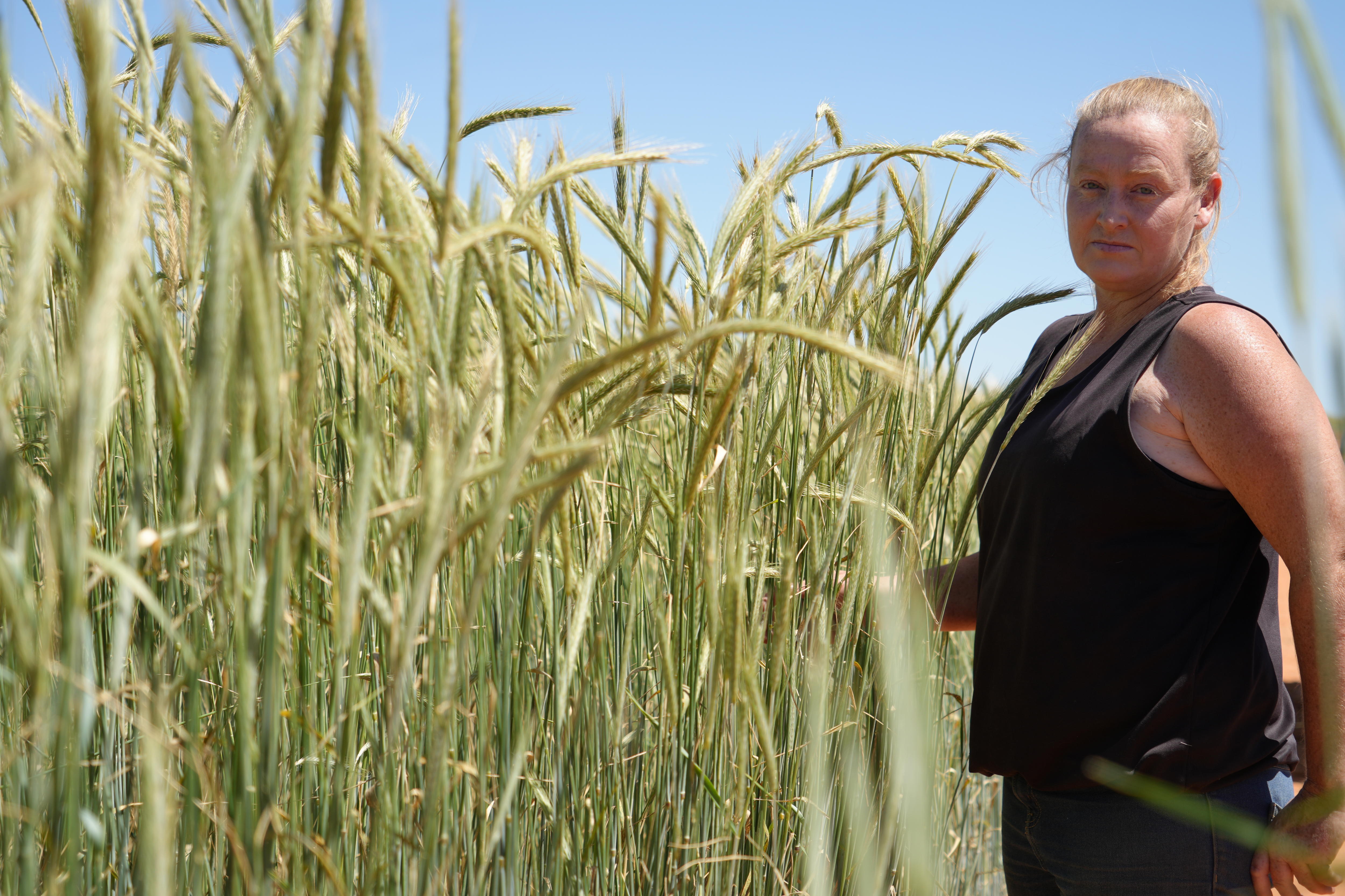a woman stands next to a rye crop as tall as her 