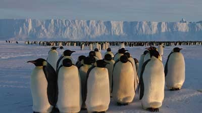 Penguins in the Antarctic