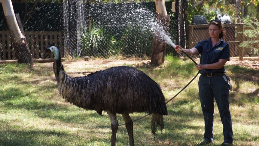 An emu plays under the hose at the National Zoo and Aquarium.