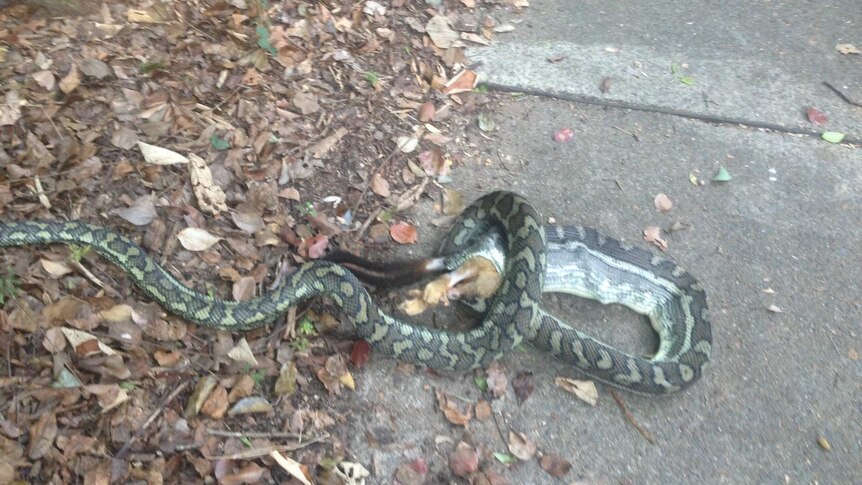 Snake with a possum in its mouth