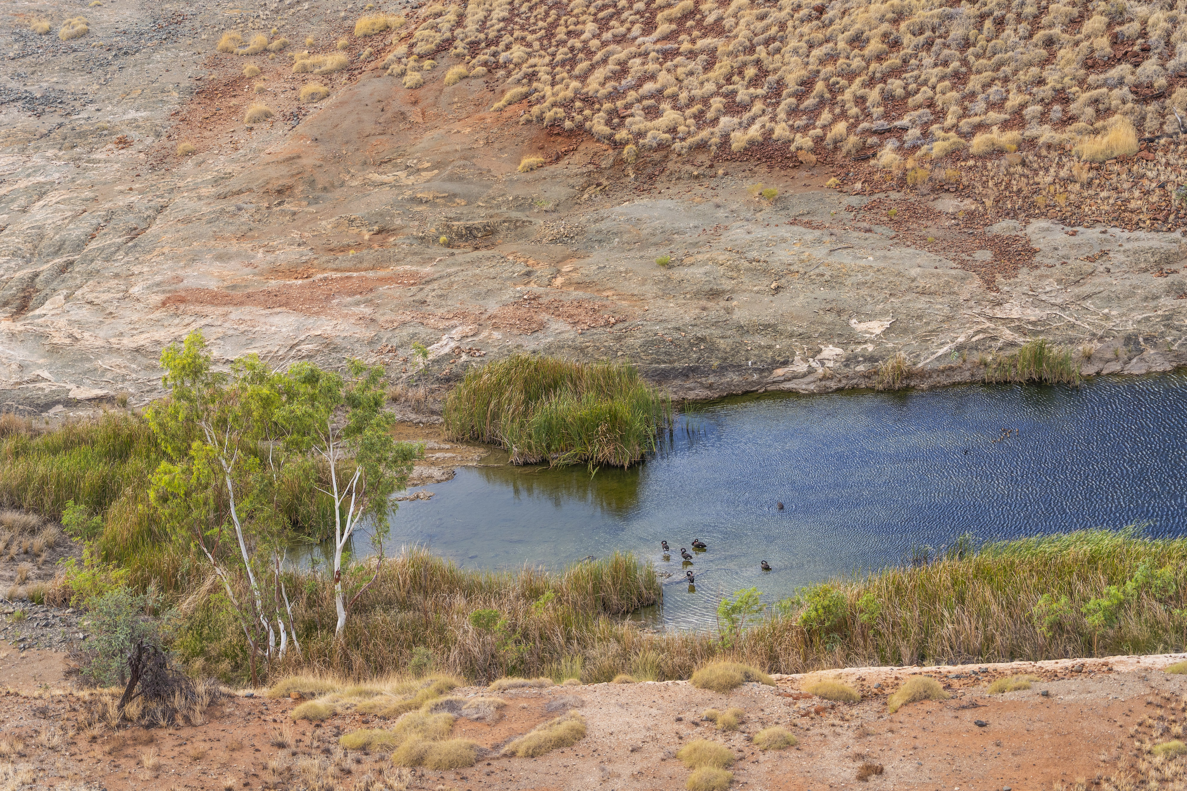Paisagem vermelha com água azul com cinco cisnes negros e vegetação.