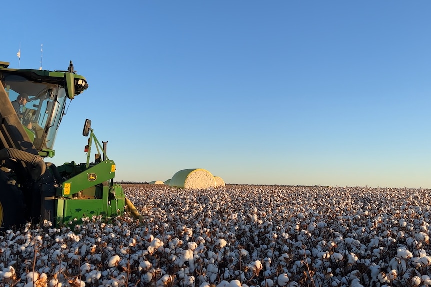 A green cotton picker in a field