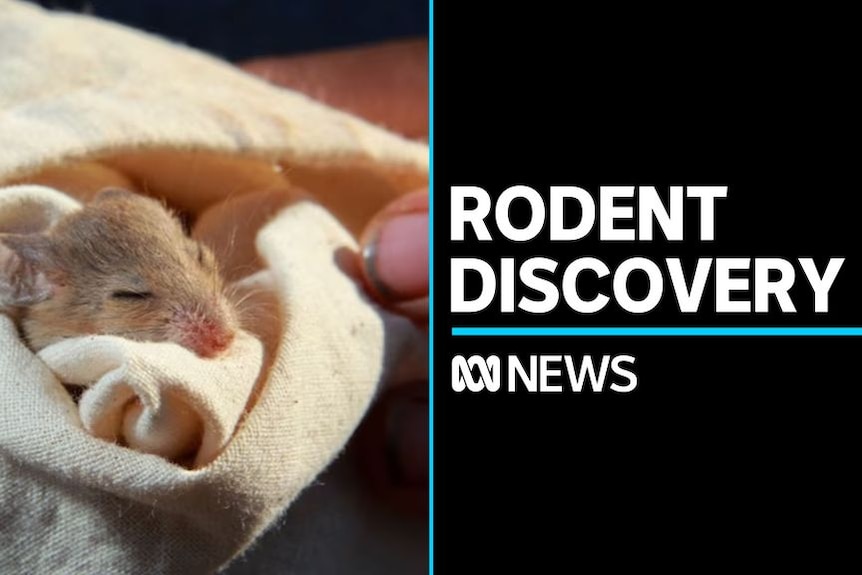 Rodent Discovery: Mouse wrapped in blanket