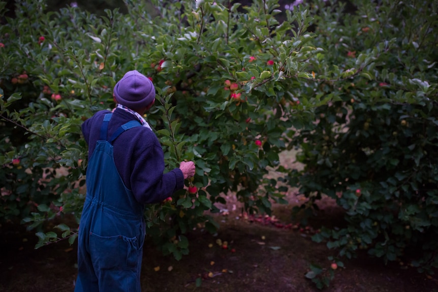 The orchardists inspects his apple trees.
